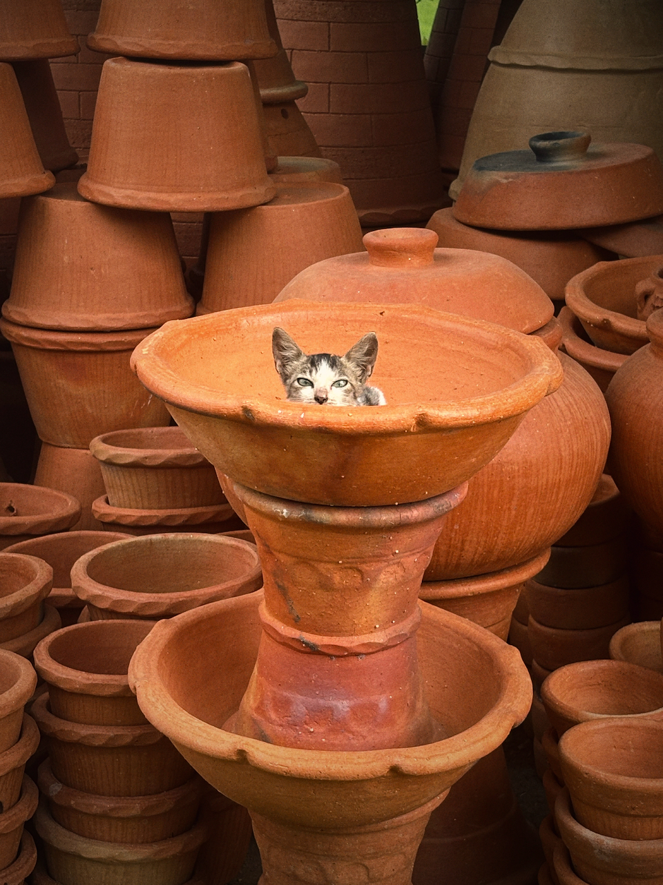 kitten who lives in the pottery workshop i pass by on my daily walking route